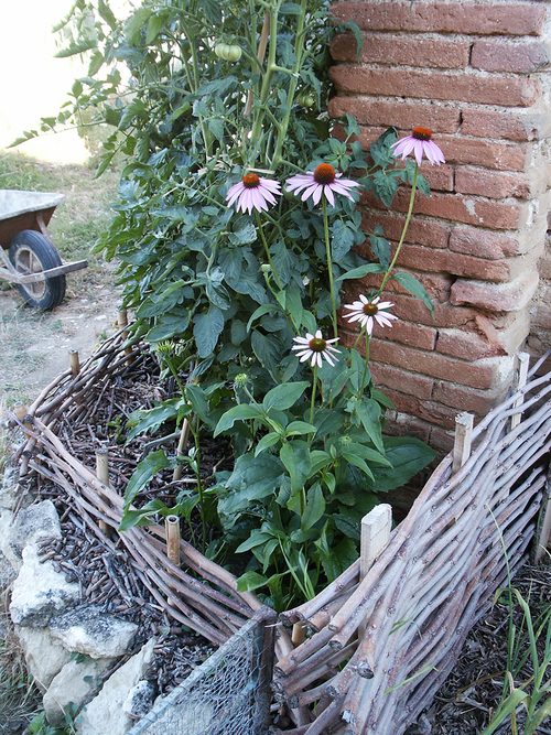 Echinacea-purpurea