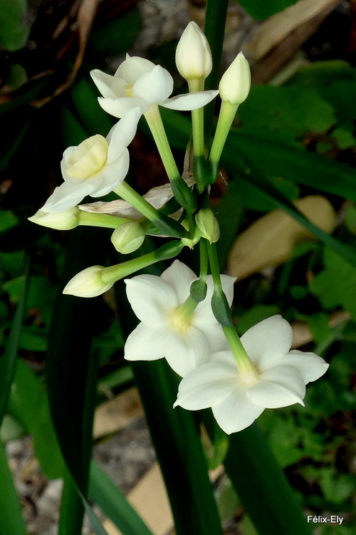 Des fleurs blanches