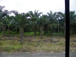 Palmiers à huile