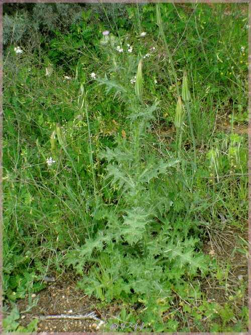 Chardon à petites fleurs