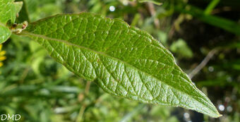 Lysimachia vulgaris  -  lysimaque commune