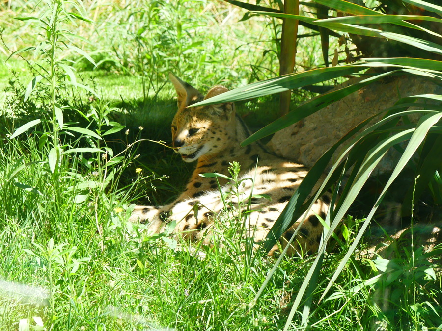 MERCREDI  AU  ZOO