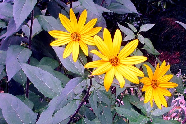y04 - fleurs jaunes