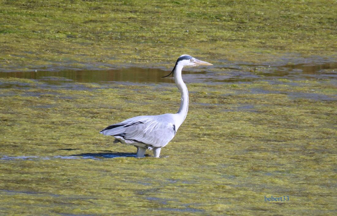 Héron et aigrette