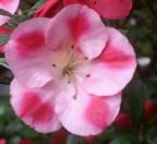 Identification par les fleurs !