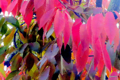 Les feuilles en automne ...