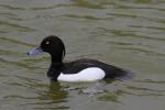 Oiseaux