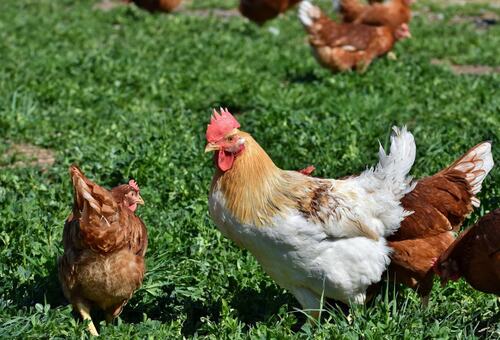 Les avantages de l'élevage de poules à la maison