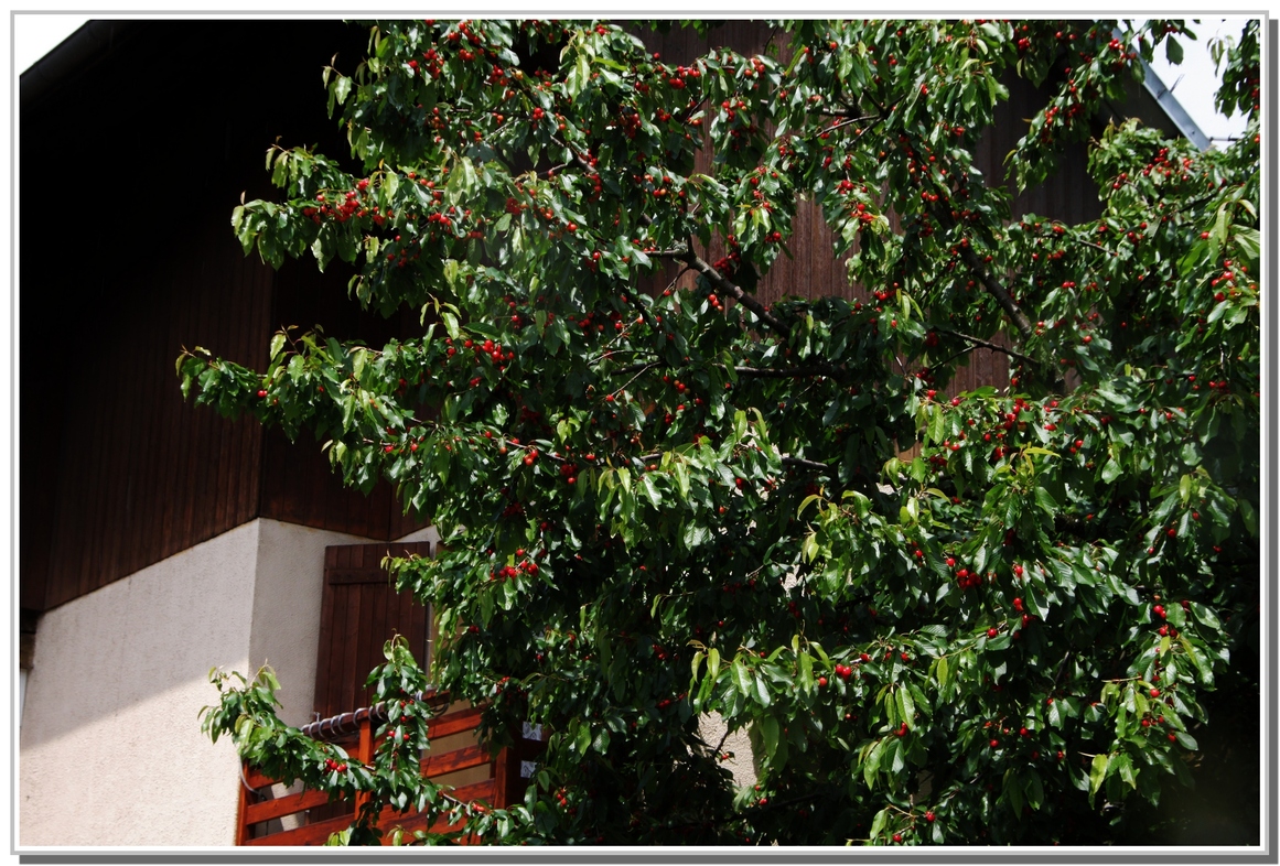  MON CERISIER - DE LA FLEUR AUX FRUITS 