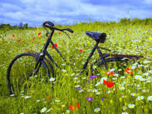 walking bicycle spring flowers bicycle 