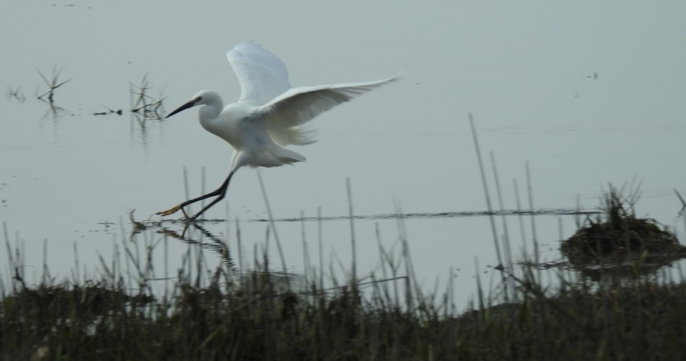 Bientôt vous pourrez me découvrir en &quot;attachée de presse d'une aigrette garzette&quot;...