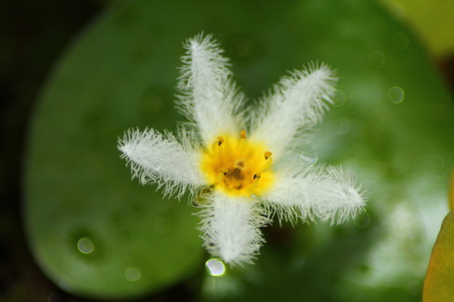 Quoi encore au jardin botanique de Deshaies 