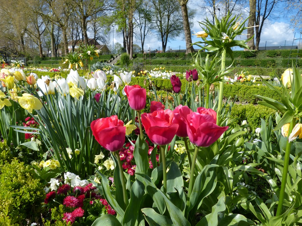Vive les tulipes !