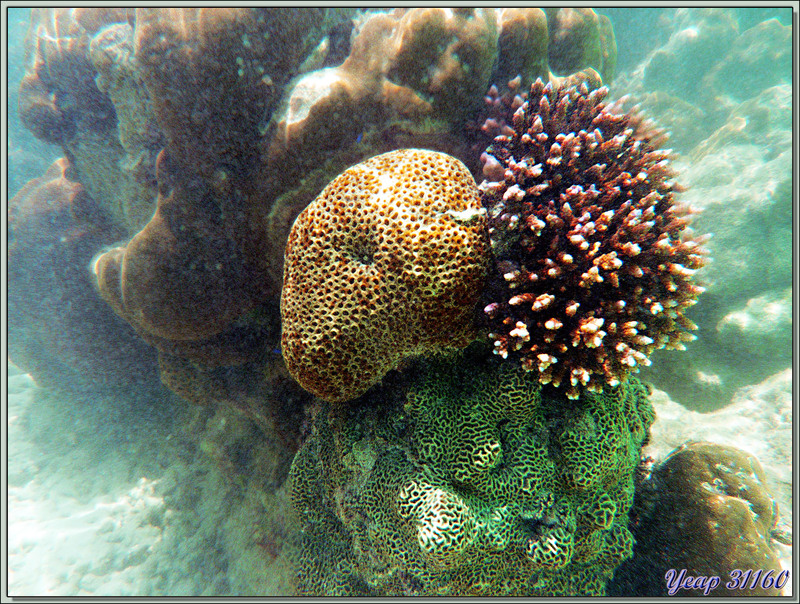 Couleurs coralliennes - Anse de Port Launay - Mahé - Seychelles
