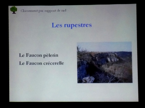 "Les rapaces diurnes en Côte d'Or", une conférence de Joseph Abel, directeur de la LPO...