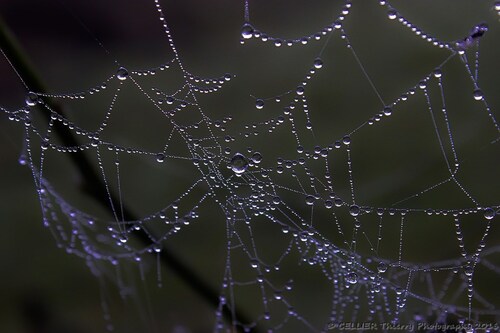 Arachn'art ! - saint jean de chevelu - Savoie - Novembre 2016