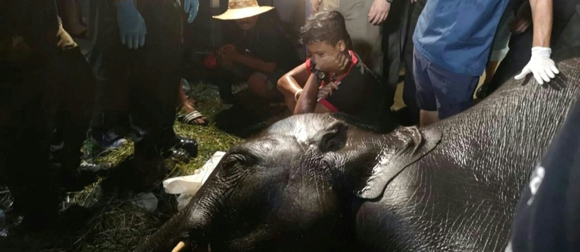 Thaïlande: un jeune éléphant tombe dans un égout et s'électrocute