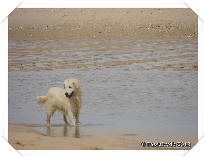 Plage de la Garonne au Cap-Ferret - 6/8