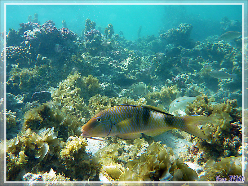 Barbillon ou Poisson-chèvre à trois selles ou Rouget à trois bandes, Banded Goatfish or Multibar Goatfish (Parupeneus multifasciatus) - Moorea - Polynésie française