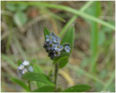 Myosotis hérissé