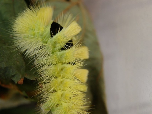 La chenille