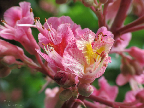 Marronnier Rose