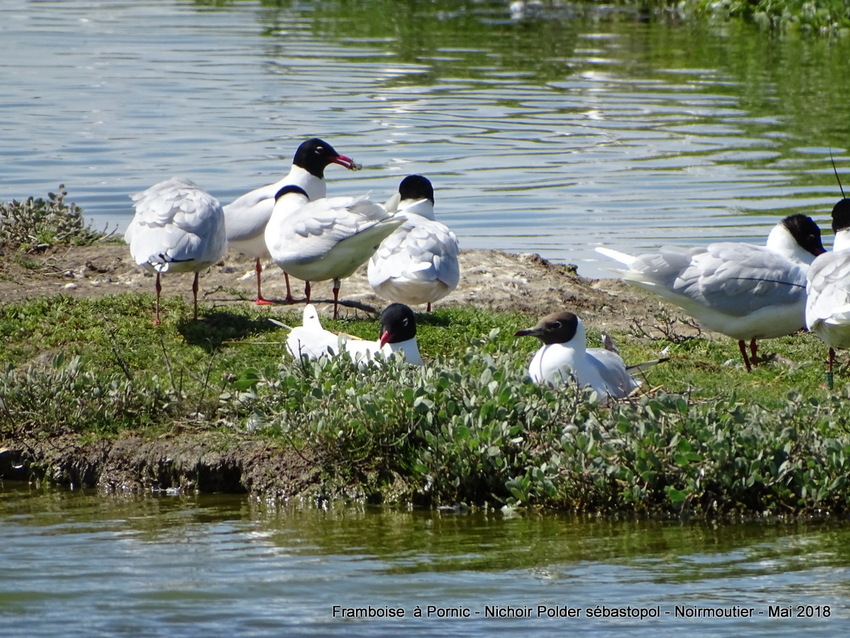 Oiseaux du polder Sébastopol à Noirmoutier 