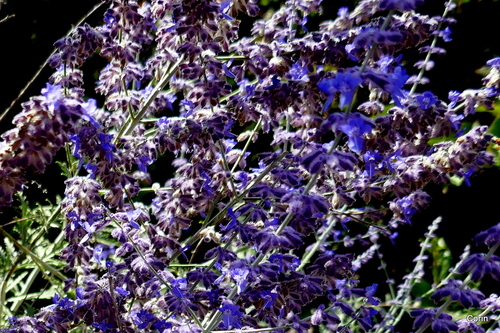 Petite fleurs bleues