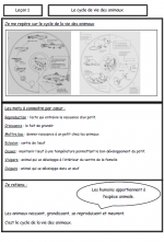 Le cycle de la vie des animaux 