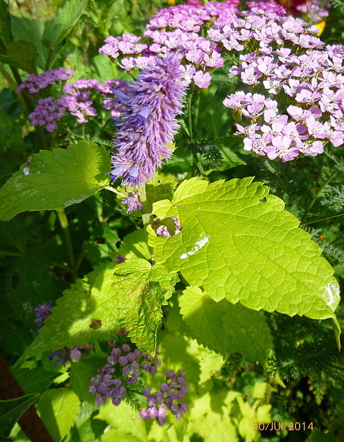 L'agastache "Golden Jubilee"