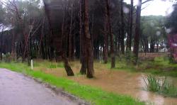 Passighjata sotta i pini - Promenade dans la pinède