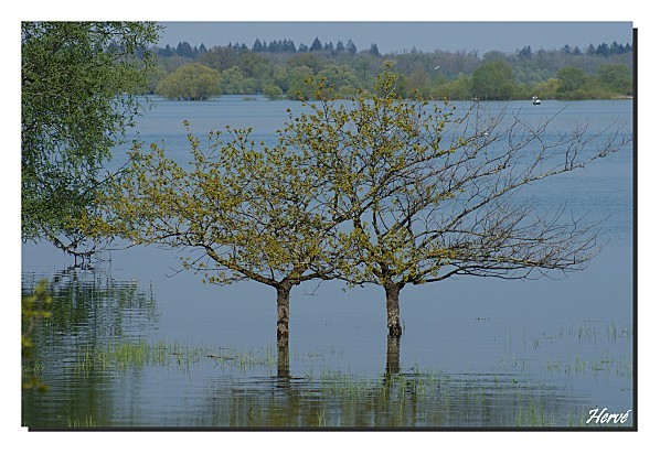 Lac du Der 134