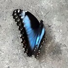 Morpho bleu - Photo : Michaël