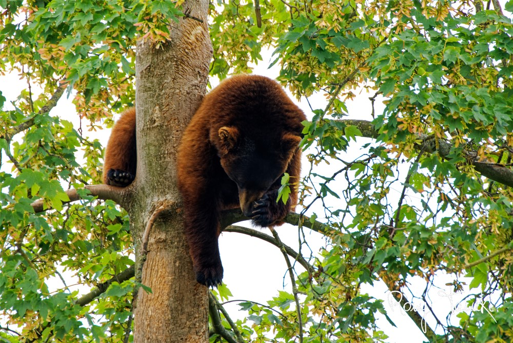 Ours dans un arbre