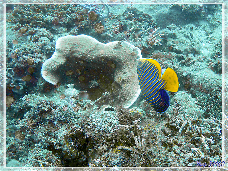 Raté ! La fuite du Poisson-ange empereur, Emperor angelfish (Pomacanthus imperator) - Spot Antsoha (Rocher 4ème Frère) - Tsarabanjina - Mitsio - Madagascar
