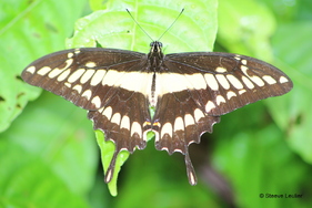 Costa Rica, les minuscules 