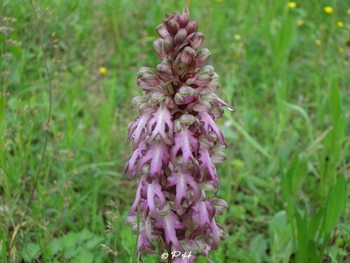 Orchis barlia robertiana