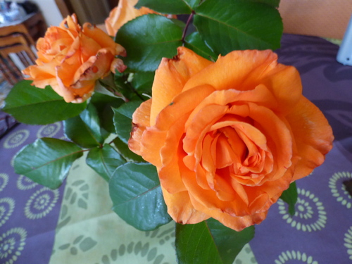 Les roses de mon jardin (1)