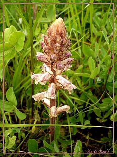 Orobanche1