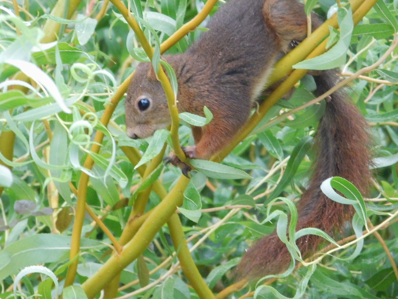 * Ioka et les animaux du jardin *