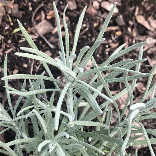 Helichrysum thianschanicum Immortelle du Tian-Shan.jpg