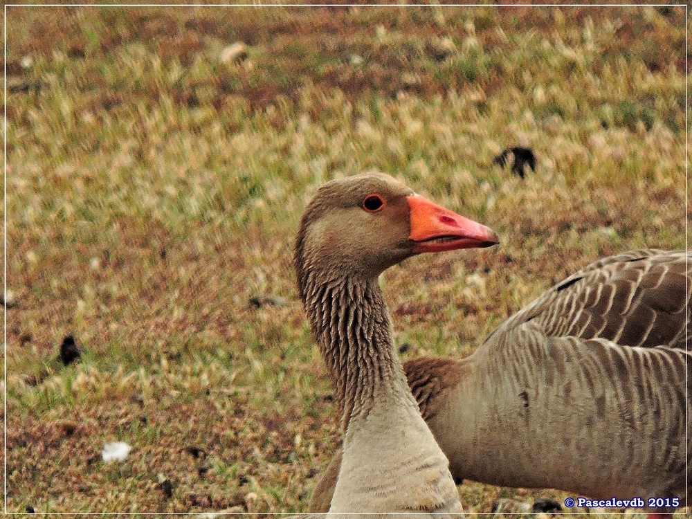 Réserve ornitho du Teich - Mai 2015 - 3/10