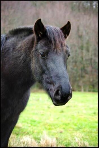 Le Mérens, ce grand poney noir robuste et polyvalent