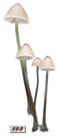 Tube : Champignons