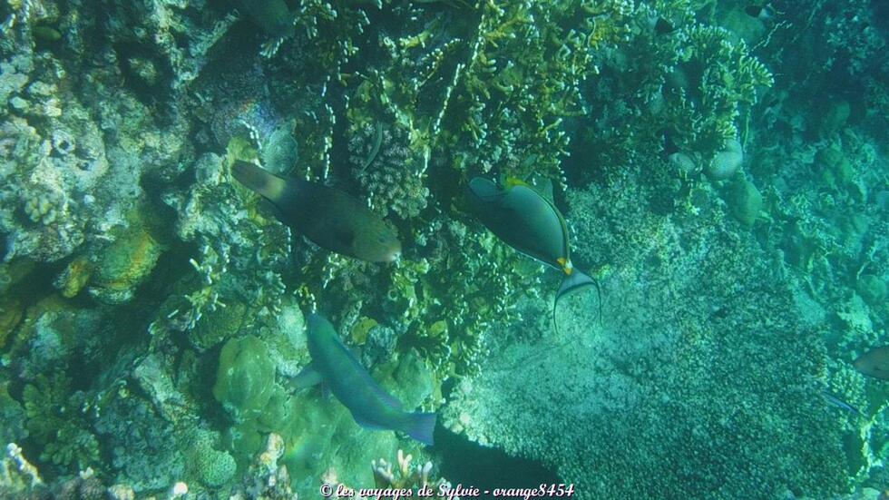 MARSA ALAM ÉGYPTE POISSONS 