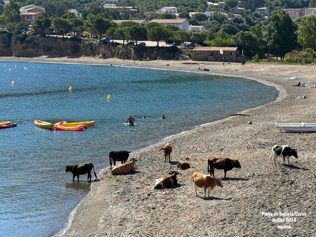 Plage partagée - Galéria - Corse