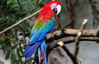 Quel est l'oiseau le plus coloré ? - Quora