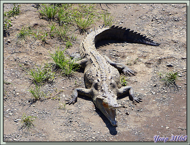 Blog de images-du-pays-des-ours : Images du Pays des Ours (et d'ailleurs ...), Crocodile américain (Crocodylus acutus) - Rio Tarcoles - Parc National Carara - Costa Rica