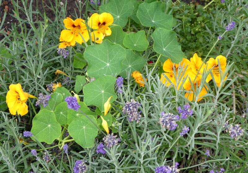 MES  PETITES  FLEURS