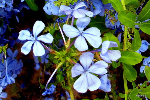 les fleurs bleues du plumbago